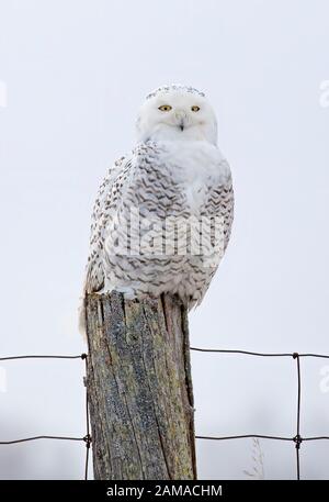 Civetta delle nevi (Bubo scandiacus) appollaiato su un palo di legno al tramonto in inverno di Ottawa in Canada Foto Stock