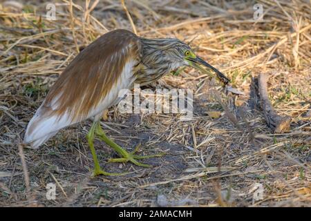 Squacco Heron, Ardeola ralloides, mangiare un insetto, Khwai Private Reserve, Okavango Delta, Botswana Foto Stock