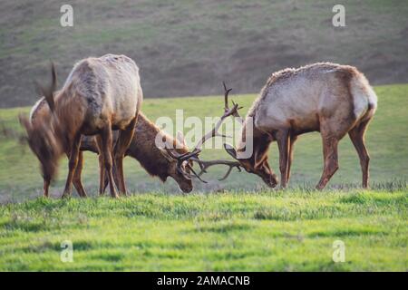 Due trombe maschili Tule Elk (Cervus canadensis nannodes) che bloccano le corna sulle praterie del Point Reyes National Seashore, costa dell'Oceano Pacifico, California; Foto Stock