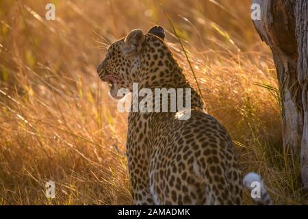 Leopardo, Pante pardus, camminando attraverso erba lunga, Khwai Riserva privata, Delta dell'Okavango, Botswana Foto Stock