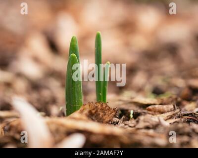 Daffodil germogli emergenti attraverso pacciame nel mese di gennaio. Foto Stock