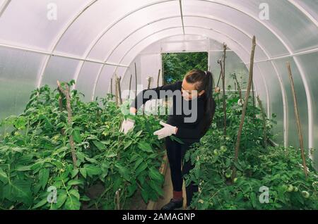 Giovane donna si appoggia e guarda i germogli di pomodoro verde nella serra durante la stagione estiva Foto Stock