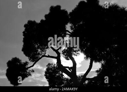 Silhouette di un albero contro cielo nuvoloso. Foto Stock