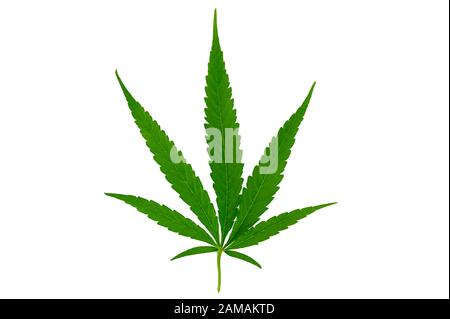 La cannabis lascia Hemp Isolato sfondo bianco Foto Stock