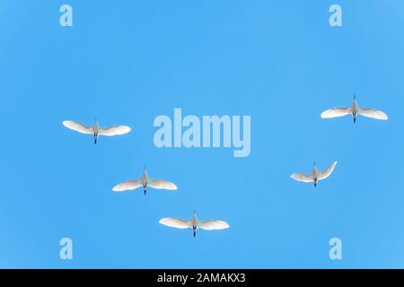 Cuneo di gru bianche nel cielo blu. Uccelli migratori volare su cielo blu. La gru siberiana, Leucogeranus leucogeranus, o la gru bianca siberiana Foto Stock