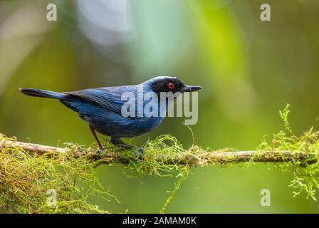 Fiore-piercer mascherato - Diglossa cianea, uccello speciale blu e nero dal versante andino occidentale, Yanacocha, Ecuador. Foto Stock