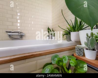 Bagno luminoso con piastrelle della metropolitana, dettagli in legno e una varietà di piante verdi in vaso come una pianta di pancake e cactus che creano una giungla urbana Foto Stock
