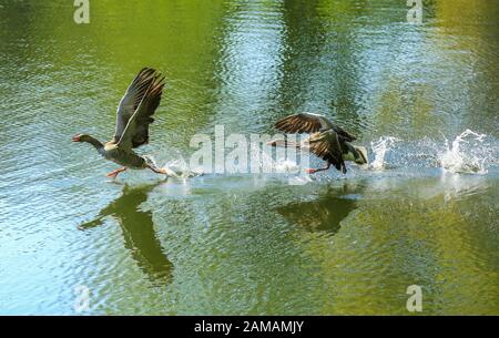 Le due oche grigiollag combattevano sempre sul lago. Un'oca ha guidato l'altra - alternativamente. Foto Stock