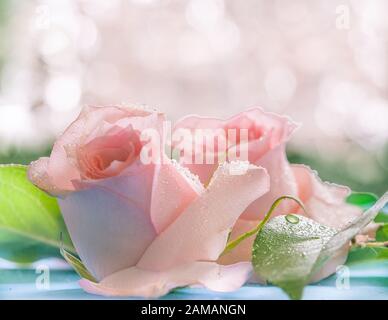 Un bel fiore rosa tenero di rosa coperto da gocce d'acqua Foto Stock