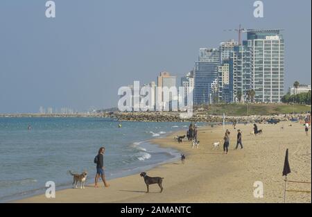 Spaziergänger, Sandstrand, Hundestrand, Hochhäuser, Tel Aviv, Israele Foto Stock