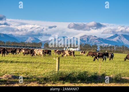 Pascolo Di Bestiame, Pianure Di Canterbury, Ashburton, Nuova Zelanda Foto Stock