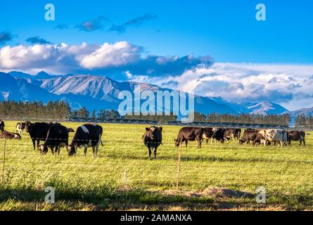Bestiame che pascolano con le montagne sullo sfondo, pianure di Canterbury, Ashburton, Nuova Zelanda Foto Stock