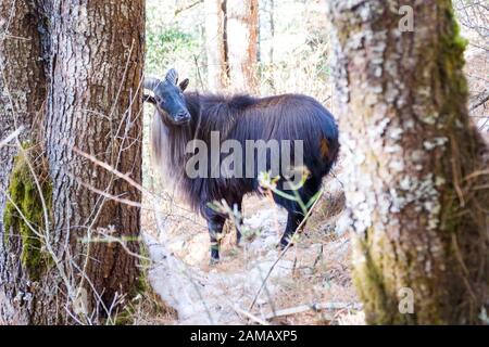 Thar Himalayan / Tahr, una grande capra selvatica, nella regione di Khumbu del Nepal Himalaya Foto Stock