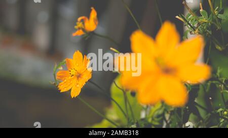 Fiori gialli e gocce d'acqua frizzante sul pistil, luccicanti petali nel vento Foto Stock
