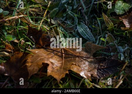 Scena wintry in primo piano con foglie e erbe cadute dal gelo Foto Stock