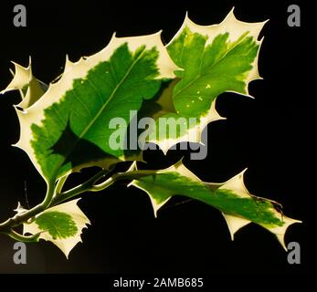 Immagine colorata di agrifoglio variegato catturato al sole e mostrando vene e segni su uno sfondo nero Foto Stock