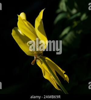 Tulipano giallo completamente aperto e poco prima che il petalo cada sullo sfondo nero Foto Stock