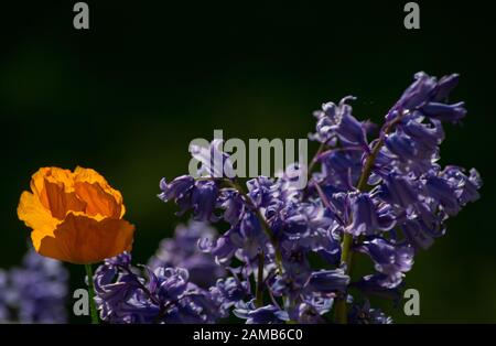 Primo piano di papavero arancione brillante e bluebells su uno sfondo scuro Foto Stock