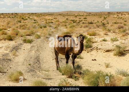 Cammello di Bactria vicino alla strada, cammello nei steppe del kazakistan Foto Stock