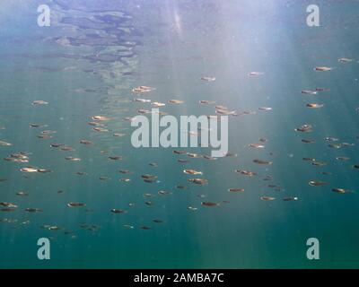 Scuola di piccolo pesce persico con raggi solari Foto Stock