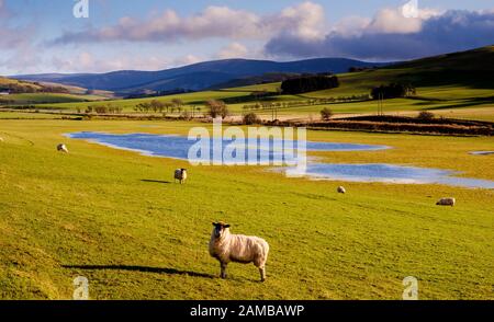 I campi allagati dopo la pioggia intensa nei pressi di Broughton Nei Confini scozzesi Foto Stock