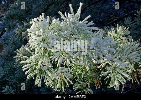 Primo piano su un pino silvestre filiale, il sempreverde aghi essendo coperta di neve e di gelo. Il sole crea glitter su i cristalli di ghiaccio. Foto Stock