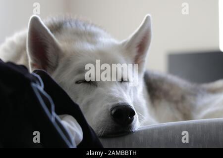 Un Husky è interferito dormire all'interno che bagna alla luce del sole. Foto Stock