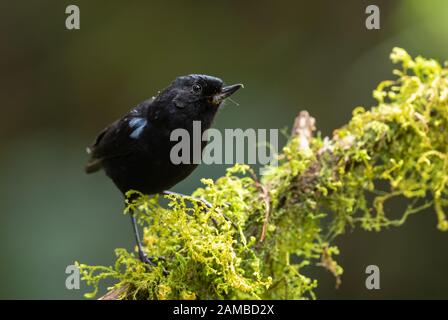 Fiore lucido-piercer - Dollossa legressnayii, speciale uccello nero dal versante occidentale andino, Yanacocha, Ecuador. Foto Stock