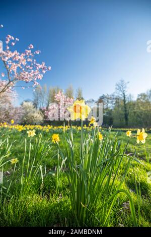 Vista a basso angolo del fiore Daffodil fiore al caldo giorno di primavera nel Regno Unito Foto Stock