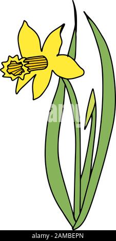 Narcissus in stile cartoon disegnato a mano isolato su sfondo bianco. Fiore di primavera. Presente per la Giornata della Donna. Illustrazione cartoon colorata.simbolo di Pasqua Illustrazione Vettoriale