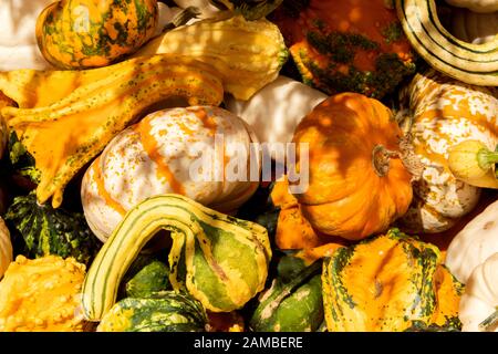 La caduta è qui, e la zucca è abbondante a Parkdale, Oregon, all'ombra del Monte Hood. Foto Stock