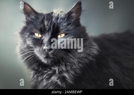 Un adorabile gatto di pelliccia nera sta fissando con occhi curiosi Foto Stock