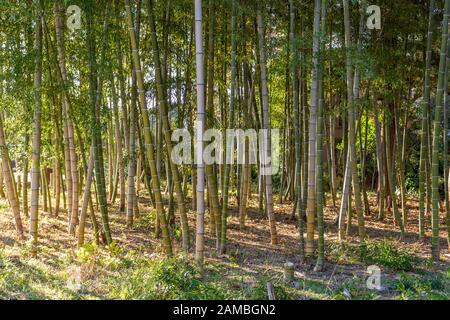 Boschetto di bambù nella luce solare invernale, Kanazawa, Prefettura di Ishikawa, Giappone. Foto Stock