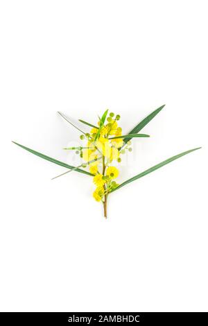 Acacia pycnantha o Mimosa ramoscello con giallo lanuginoso fiori isolati su sfondo bianco. Vista da sopra con copia spazio in stile minimalista Foto Stock