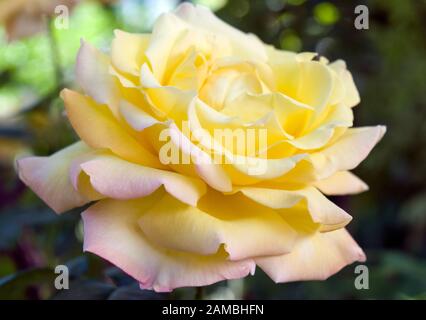 Una bella rosa gialla grande fotografata da parte, rivelando le sue file di fiori profumati fragili. Foto Stock