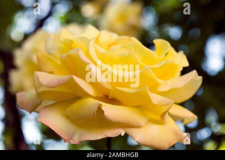 Una bella rosa gialla fotografata da parte, rivelando la sua moltitudine di ranghi profumati fragili petali. Foto Stock