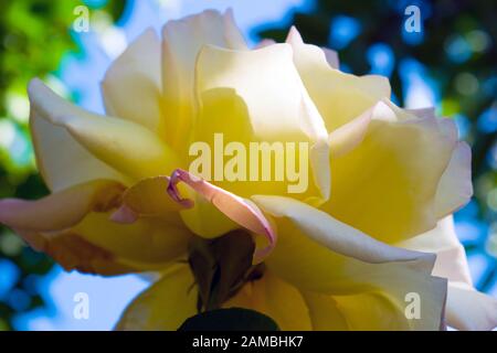 Una bella rosa gialla fotografata da parte, rivelando la sua moltitudine di ranghi profumati fragili petali. Foto Stock