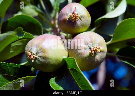 Tre mele giovani sul ramo di albero; frutti immaturi ancora in crescita; luce solare fotografia. Foto Stock