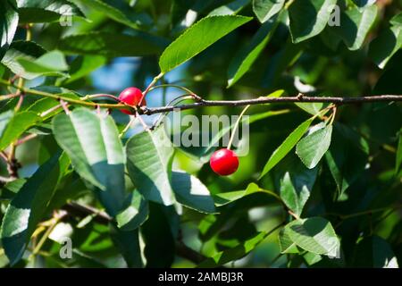 La ciliegia acida, la ciliegia di crostata, o la ciliegia nana, è strettamente collegata alla ciliegia dolce. Foto di due ciliegie acide su un ramo di twiggy. Foto Stock