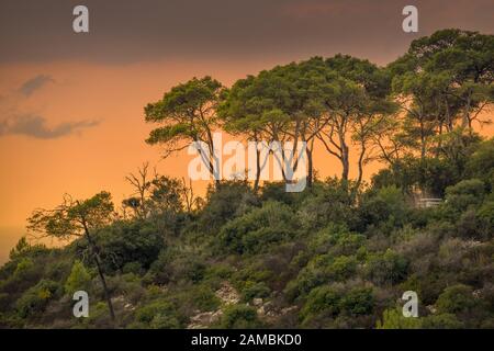 Wald, Sonnenuntergang, Nationalpark, Karmel Gebirge, Israele Foto Stock