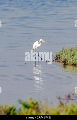 Western Reef Heron camminando nelle acque di una mangrovia Foto Stock