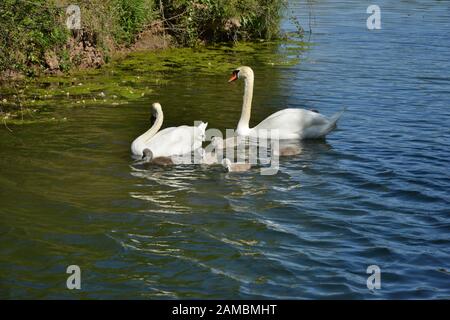 Cigni in Brickfields stagno in Ryhl. Galles del nord Foto Stock