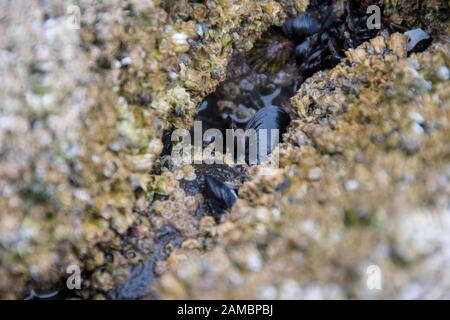 Dettaglio dei muscoli e degli scarafaggi comuni che si aggrappano in un crack in una roccia ricoperta di limpet a Tre Cliffs Bay, La penisola di Gower, Galles Foto Stock