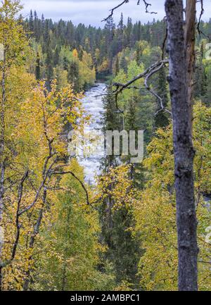 Cliff, muro di pietra, foresta, cascata e il fiume selvaggio vista panoramica in autunno. I colori dell'autunno - ruska tempo in Myllykoski. Sentiero di Karhunkierros, Oulanka Nat Foto Stock