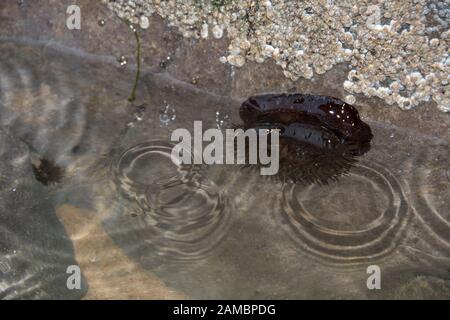 Anemone di Beadlet, mezzo chiuso, intrappolato in una piscina di roccia durante la bassa marea su Three Cliffs Bay, La penisola di Gower, Galles Foto Stock