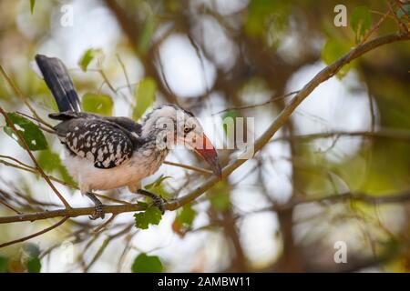 Southern Red-Fatted Hornbill, Tockus Rufirostris, Macatoo, Okavango Delta, Botswana Foto Stock