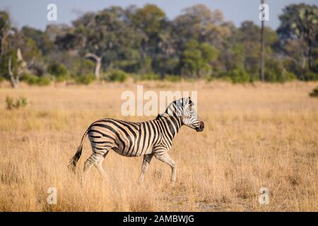 Zebra di Burchell, Equus quagga burchellii, running, Macatoo, Delta di Okavango, Botswana. Conosciuto anche come pianure o ZEBRA comune Foto Stock