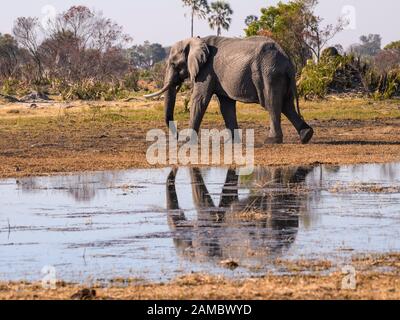 Elefante africano maschio, Loxodonta africana, indossando un collare d'inseguimento, Macatoo, Okavango Delta, Botswana Foto Stock