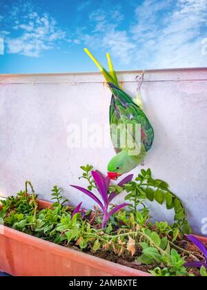 Pappagallo verde appeso al muro presso il ristorante sul tetto a Marakeshi, Marocco. È capovolto e mangia i fiori sotto di lui. Foto Stock