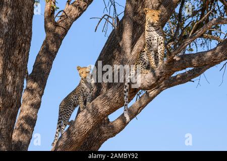 Leopardo, Pante pardus, madre e cucciolo in un albero, Khwai Riserva privata, Delta dell'Okavango, Botswana Foto Stock
